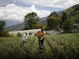La autorretención en la fuente como impuesto de renta apretaría aún más al campo
