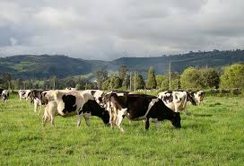 Seccional Ubaté de la Universidad de Cundinamarca trabaja para transformar la industria láctea