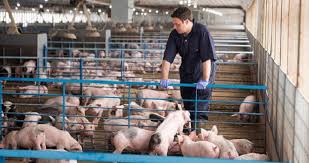 Innovación en porcicultura: la apuesta de Boehringer Ingelheim Colombia