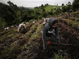 MinAgricultura dio $77.000 millones para el Fondo de Acceso a Insumos Agropecuarios