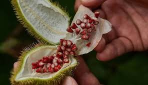 Nutratech: el poder del achiote que está transformando la avicultura del mundo