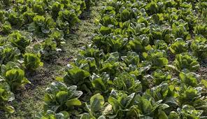 La mejor técnica que existe para que la agricultura puede resistir al cambio climático
