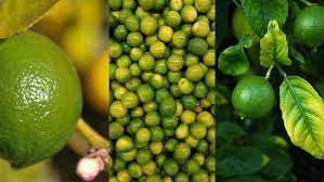 “Si la vida te da limones, expórtalos”: ventas del limón Tahití colombiano crecen 8,8% en lo que va de 2025