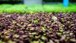 Esta es la importancia que tienen los bioestimulantes en la agricultura sostenible