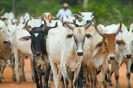 La proeza ganadera que pone al Huila como referente nacional en extensión agropecuaria