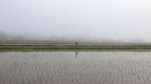Por qué el arroz está mejor preparado para sobrevivir en un mundo en calentamiento