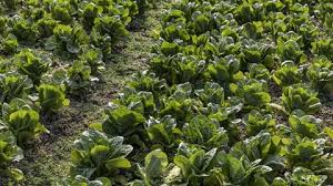 La mejor técnica que existe para que la agricultura puede resistir al cambio climático