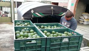 La agricultura de precisión en Colombia ya se usa en el cultivo del aguacate Hass