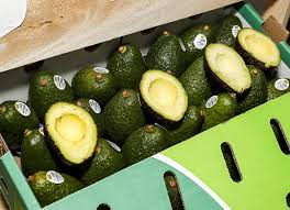 Aguacateros colombianos no ven viable reemplazar el mercado de EE. UU.: “Llegar a Asia nos toma 25 días”