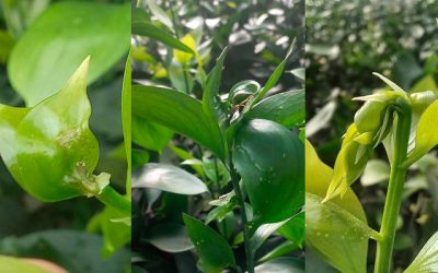 Con vigilancia digital controlan plaga que arriesga exportaciones florales