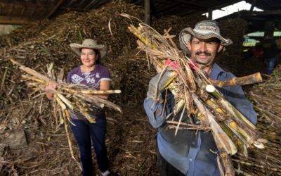 UPRA avanza en el proceso de construcción del Plan Maestro de Reconversión Productiva Agropecuaria de la caña panelera en Cundinamarca