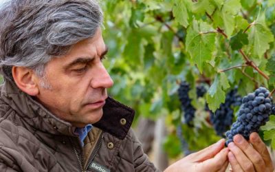 El mejor vino del mundo quiere conquistar a Colombia: así es la apuesta de Don Melchor