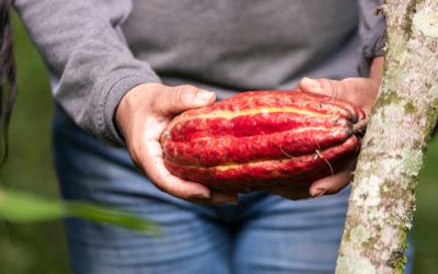 Precio de referencia semanal de compra de cacao – Fuente Industria Nacional – Exportadores