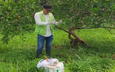 El ICA fortalece la vigilancia fitosanitaria para proteger la sanidad vegetal en Arauca