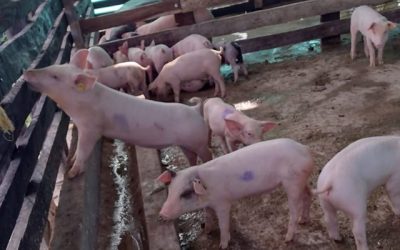 Una respuesta oportuna que protege la vida animal y el campo colombiano