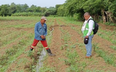 El ICA fortalece la producción campesina en Repelón con acompañamiento técnico y vigilancia fitosanitaria