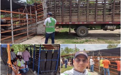 Vigilancia sanitaria en movimiento: el ICA acompaña la comercialización ganadera en Sabanalarga