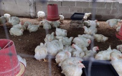 La sanidad aviar también empieza con una llamada: atención oportuna del ICA