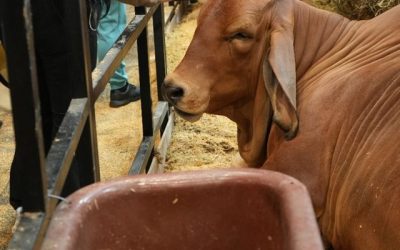 El ICA trabaja por el bienestar animal en Agroexpo