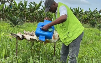 Predios agrícolas de palma de aceite en Chocó buscan ser registrados ante el ICA para conquistar nuevos mercados