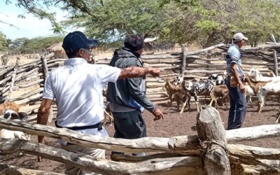 Con saberes y sanidad, el ICA fortalece la producción animal en comunidades wayuu