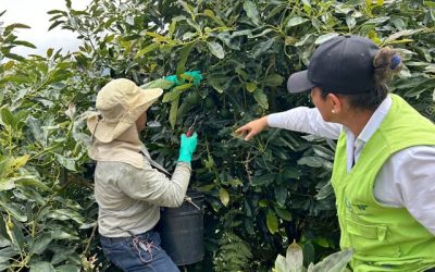 Quindío se abrió paso en la exportación de aguacate Hass a Chile: una apuesta por el desarrollo económico del campo colombiano