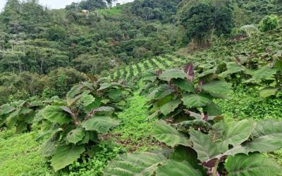 Productores de Versalles, El Darién y Roldanillo tienen nuevo conocimiento sobre el riesgo que implica la plaga de nemátodos