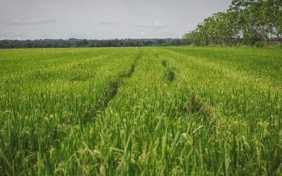 MinAgricultura publica resolución de libertad regulada de precio de arroz paddy verde