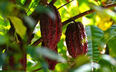 Precio de referencia semanal de compra de cacao – Fuente Industria Nacional – Exportadores