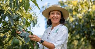 Aguacate Hass: ‘la ‘joya’ que es pilar del agro colombiano y la segunda fruta que más ingresos genera