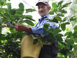 El precio del café continúa a la baja: estos son algunos de los precios de carga y kilo