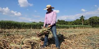 Sistemas de Información Geográfica, claves para la transformación del agro en el país