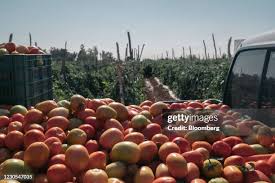 Lo que significa un arancel a los tomates mexicanos para los consumidores estadounidenses