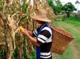 Así será el stand de Fenalce en Agroexpo 2025, que comienza en Corferia este 9 de julio