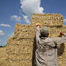 Cosecha abundante de trigo es una bendición mixta para los agricultores estadounidenses que enfrentan precios bajos