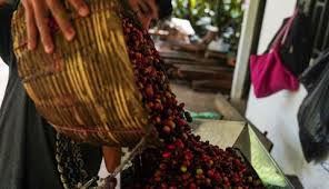 El café arábico avanza mientras que los riesgos climáticos aumentan las preocupaciones