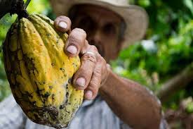 Los desafíos sostenibles de la industria del cacao, que en 2024 exportó 67.678 toneladas