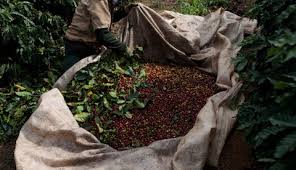 Se prevé un importante repunte en la producción de café de Brasil para el próximo año