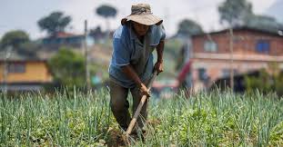 Se agrava la protesta agraria: paperos y cacaoteros se unen a arroceros por crisis de precios y contrabando