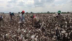 Panorama del desarrollo del algodón y la industria textil en Colombia en el mercado