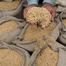 Caída de 22% en el precio del arroz hace latente un nuevo paro de los productores