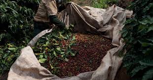 Caficultores brasileños plantan más árboles para aumentar considerablemente la producción