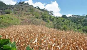 Fenalce e Inta firmaron una alianza para impulsar la productividad del maíz y la soya
