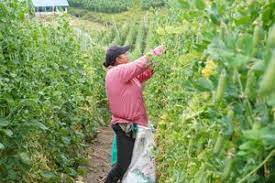 Finagro lanza línea de transformación productiva para financiar actividades sostenibles