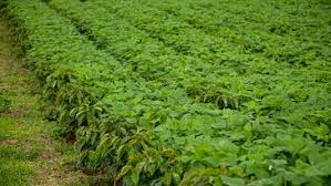 Bioplásticos como alternativa en la agricultura para la reducción de microplásticos