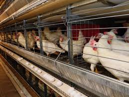 Con capacitaciones, ICA y Fenavi fortalecen sanidad avícola y la seguridad alimentaria