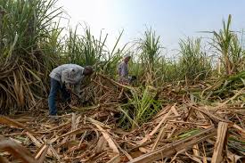 India planea permitir exportaciones de azúcar la próxima temporada para evitar excedentes