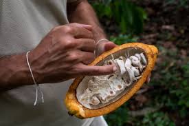 Un modelo colombiano que mejora ingresos y la calidad de vida a los cacaocultores
