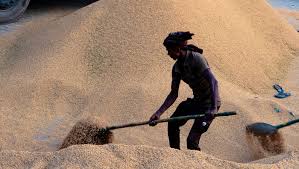 Los contenedores de arroz de India están repletos y se avecina otra cosecha récord