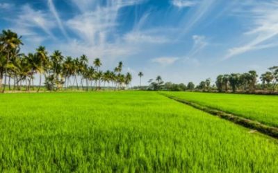 Industria arrocera advierte impactos negativos por libertad regulada en precios